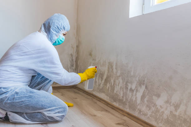 Licensed Commercial Mold Remediation service in Freeland, WA - WQB Mold Removal